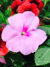 FullSizeRender (3)-001